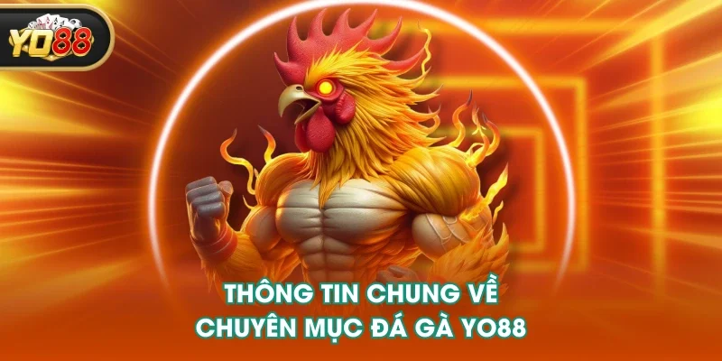 Thông tin chung về chuyên mục đá gà YO88