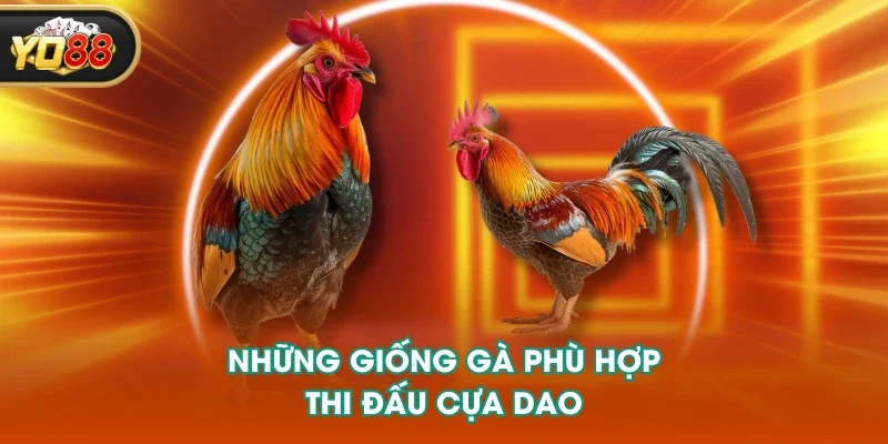 Những giống gà phù hợp thi đấu cựa dao